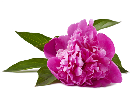 Pink peony isolated on white backgroundの写真素材