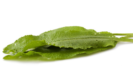 leaves horseradish isolated on white backgroundの写真素材