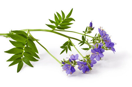 Jacob's Ladder or Greek valerian (Polemonium caeruleum) isolated on whiteの写真素材