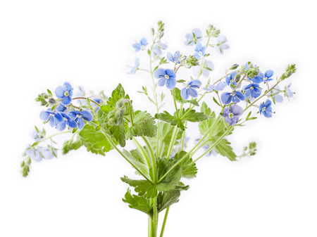 Veronica chamaedrys flower isolated on white backgroundの写真素材
