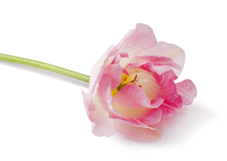 Angelique. Pink Colored Tulip Flower Isolated on White Backgroundの写真素材
