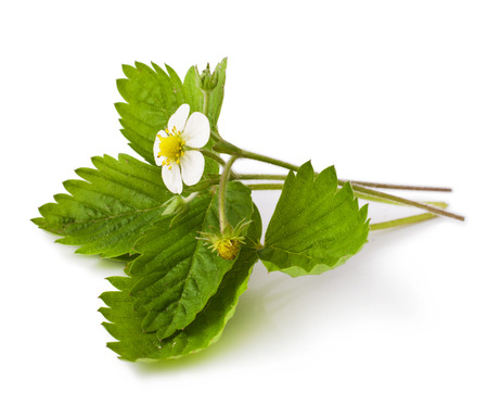 strawberry with flower isolated on white backgroundの写真素材
