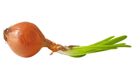 Ripe onion on a white backgroundの写真素材