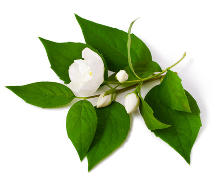 jasmine blossom isolated on white backgroundの写真素材
