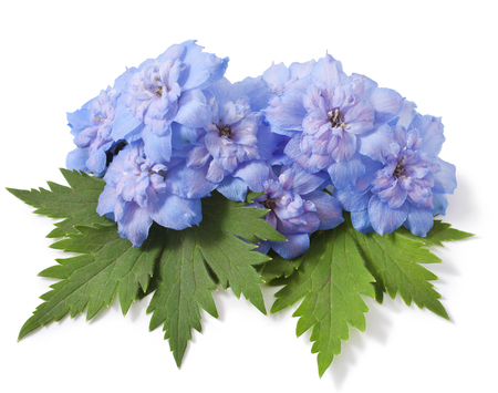 Blue delphinium flower with green leaves on white backgroundの写真素材