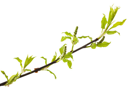 Bird cherry stem with buds isolated on white background. Prunus padusの写真素材