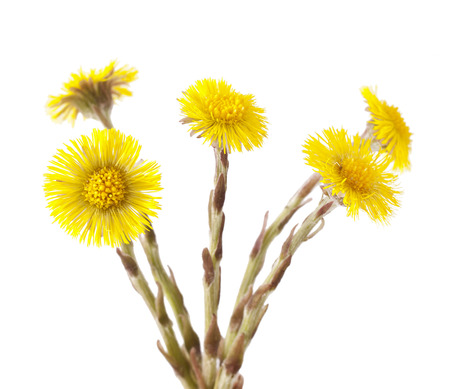 Flowers of coltsfoot (Tussilago farfara) on white background.の写真素材