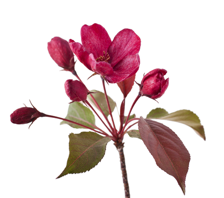 Red apple flower isolated on white background. (Paradise Apple)の写真素材
