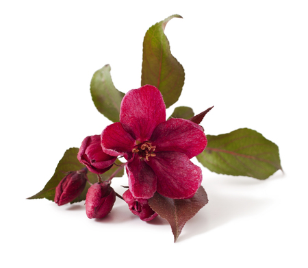 Red apple flower isolated on white background. (Paradise Apple)の写真素材