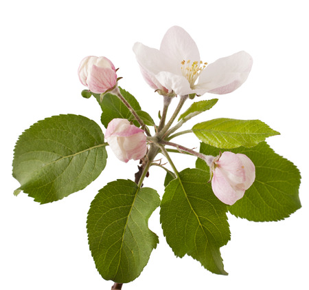 Apple branch with blossoms, isolated on white backgroundの写真素材