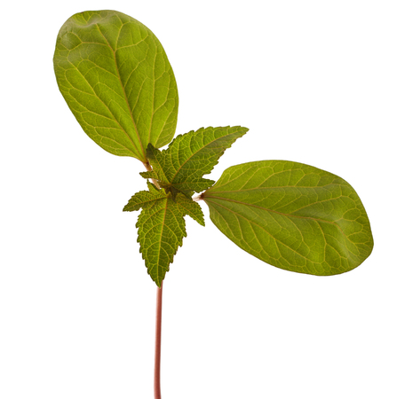 Sapling of castor plant on white background. Ricinus communis.の写真素材