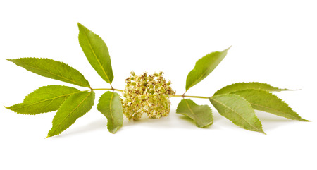 Red elderberry (Sambucus racemosa) on white backgroundの写真素材