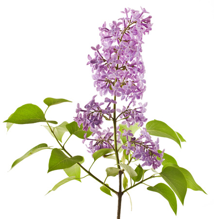 Lilac flower isolated on white background. (Syringa vulgaris)の写真素材