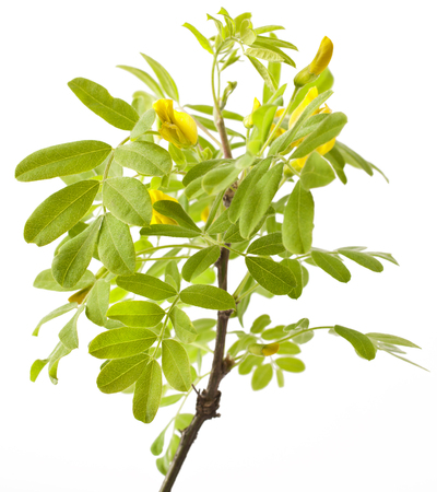 Yellow acacia (Caragana arborescens) on a white backgroundの写真素材