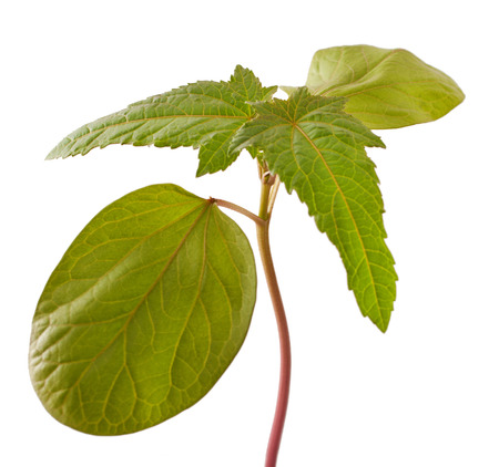 Sapling of castor plant on white background. Ricinus communis.の写真素材