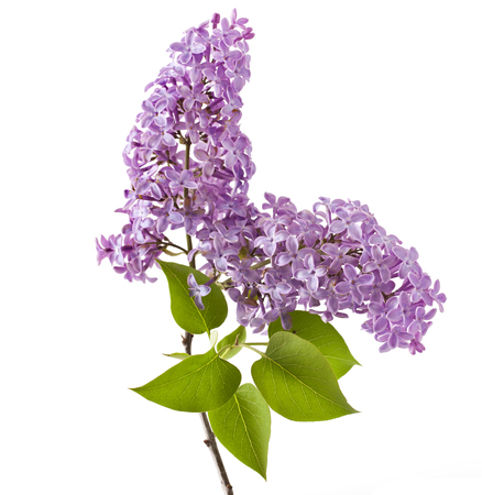 Lilac flower isolated on white background. (Syringa vulgaris)の写真素材