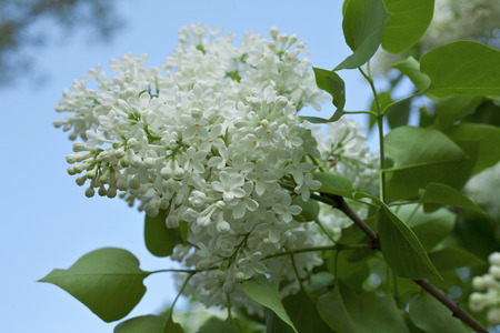 Lilac blooms. A beautiful bunch of lilac closeup.の写真素材