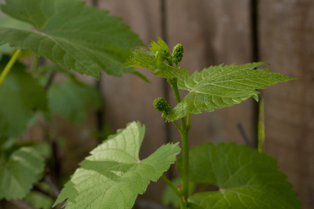 Young inflorescence of grapes on the vine close-upの写真素材