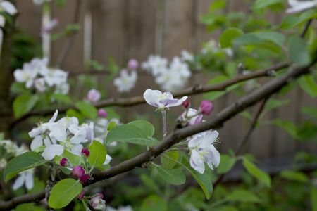 beautiful flowers on the apple tree in nature. Papirovka.の写真素材