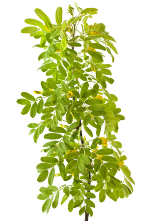 Yellow acacia (Caragana arborescens) on a white backgroundの写真素材