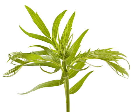 Valerian herb leaf isolated on white backgroundの写真素材