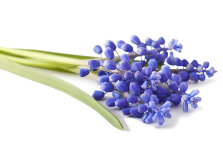 fresh muscari grape hyacinth flowers isolated on white backgroundの写真素材