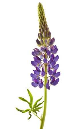 Lupine flower on a white backgroundの写真素材