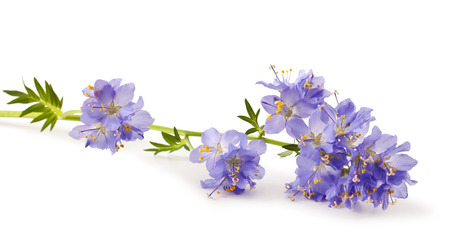 Jacob's Ladder or Greek valerian (Polemonium caeruleum) isolated on whiteの写真素材