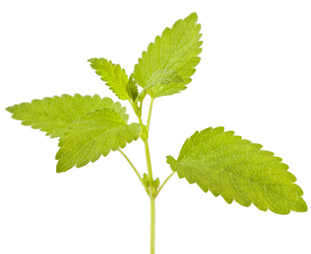 Lemon melissa, mint leaves isolated on a white background.の写真素材