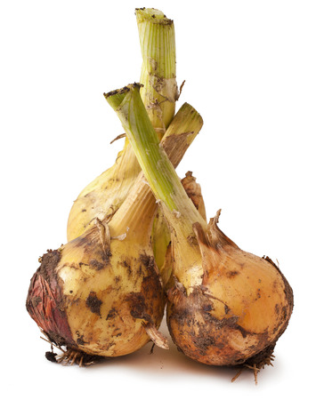 Ripe onion on a white backgroundの写真素材