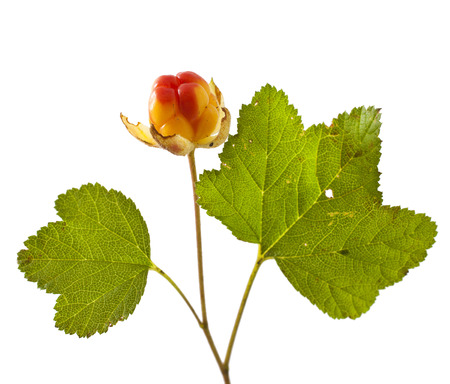 cloudberry with leaves isolated on white backgroundの写真素材