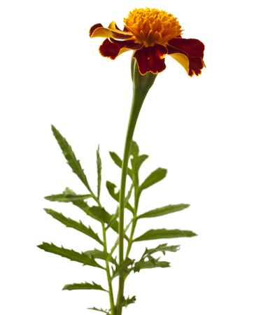 Yellow-red flower of marigold isolated on white. Tagetesの写真素材
