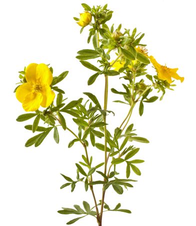 Shrubby Cinquefoil blooming, isolated on white background (Potentilla)の写真素材