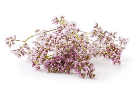 Valerian herb flower sprigs on a white backgroundの写真素材