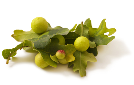 Green oak leaf, Oak apples on white. Parasite on plant.の写真素材