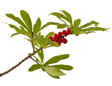 Daphne mezereum. Venomous plant on white backgroundの写真素材