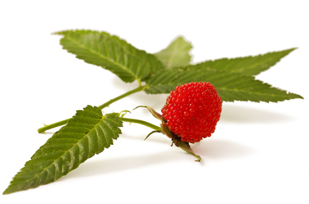 Rubus illecebrosus isolated on white background. Balloon berryの写真素材