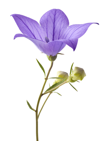Blue flower bellflowers on white background. Campanulaの写真素材