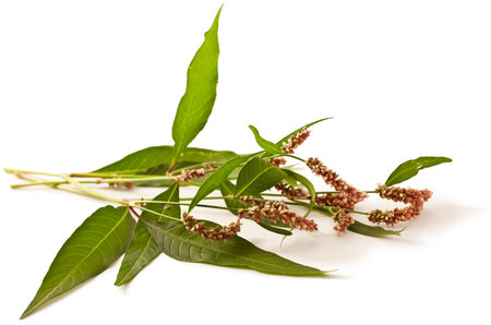 Persicaria hydropiper on white background. Water pepper.