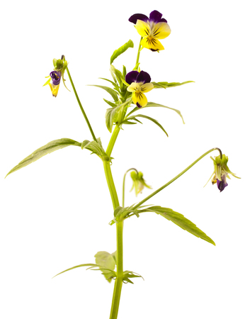 Pansy Violet with Green Leaves on White Background (Viola)の写真素材
