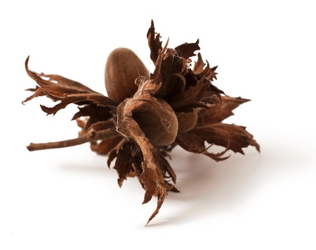 hazelnut close up isolated on white background.の写真素材