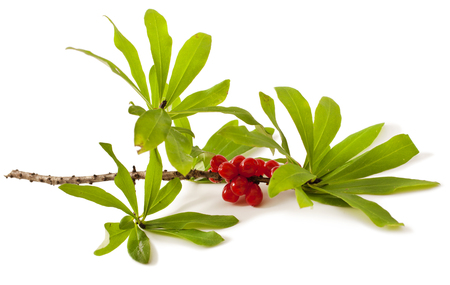 Daphne mezereum. Venomous plant on white background.の写真素材