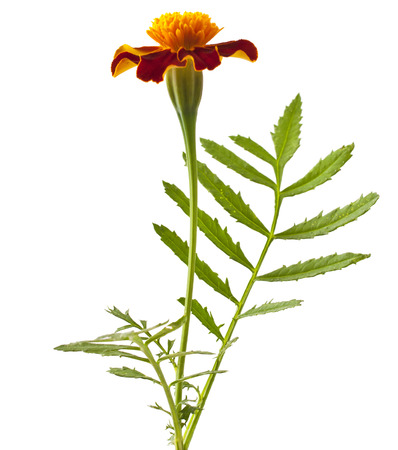 Tagetes patula flower on white backgroundの写真素材