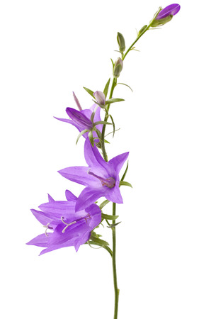 Campanula (Bellflower) isolation white backgroundの写真素材