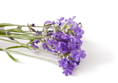 Bunch of lavender flowers isolated on a white backgroundの写真素材