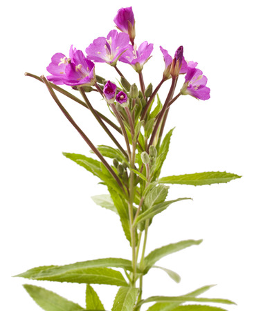Great Willowherb, Epilobium hirsutum. Wild flower isolated on white backgroundの写真素材