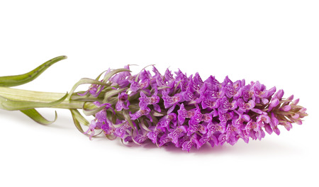 Dactylorhiza fuchsii on a white backgroundの写真素材