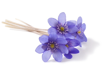 Hepatica nobilis on a white background. Spring flowers.の写真素材