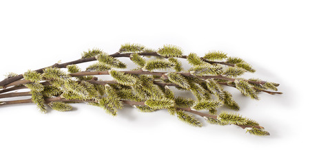 Spring branches Catkins Willow isolated on white backgroundの写真素材
