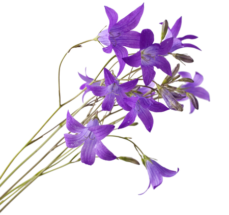Campanula (Bellflower) isolation white backgroundの写真素材